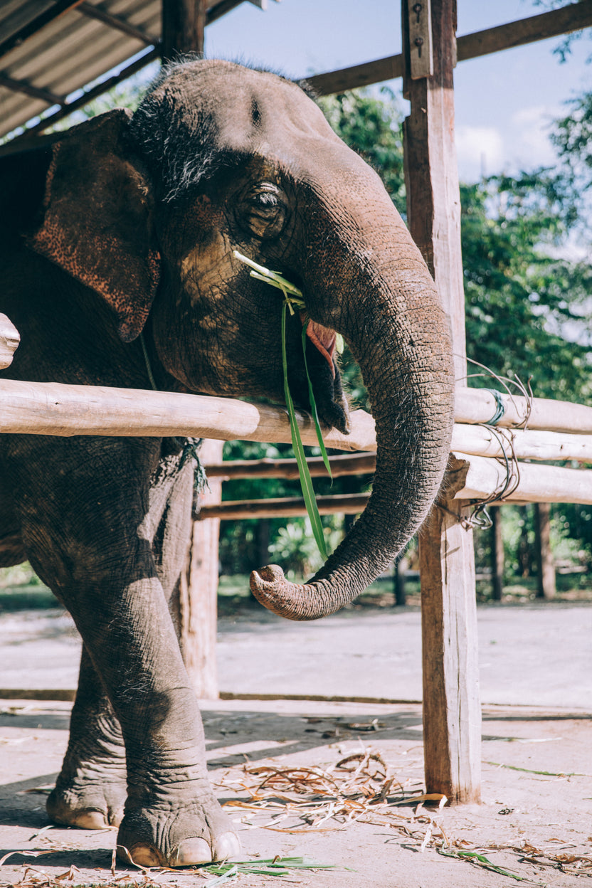 Helping Elephants – LoudElephant